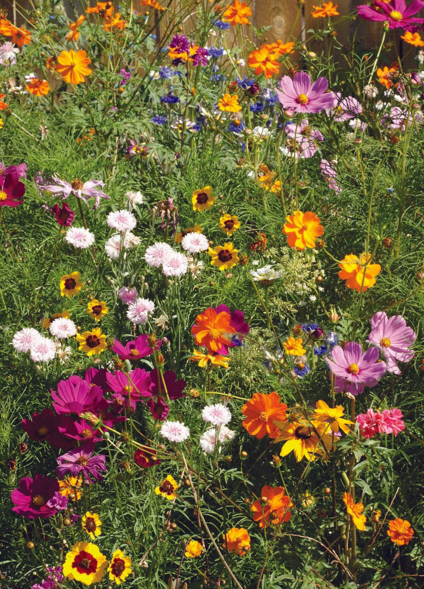 The Earth Laughs in Flowers - Wildflower Mix Seed Packets