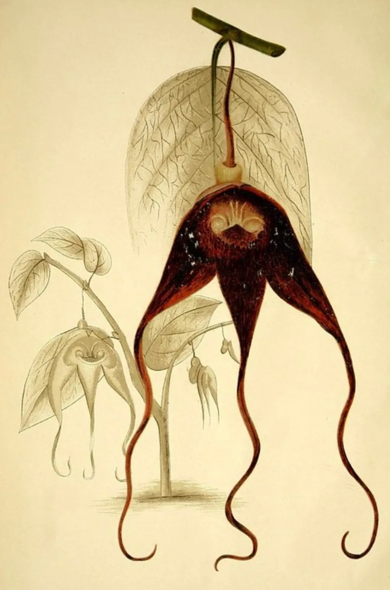 Harbinger - Perfume 10ml