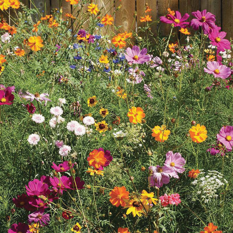 Thinking of You Bouquet - Wildflower Mix Seed Packets