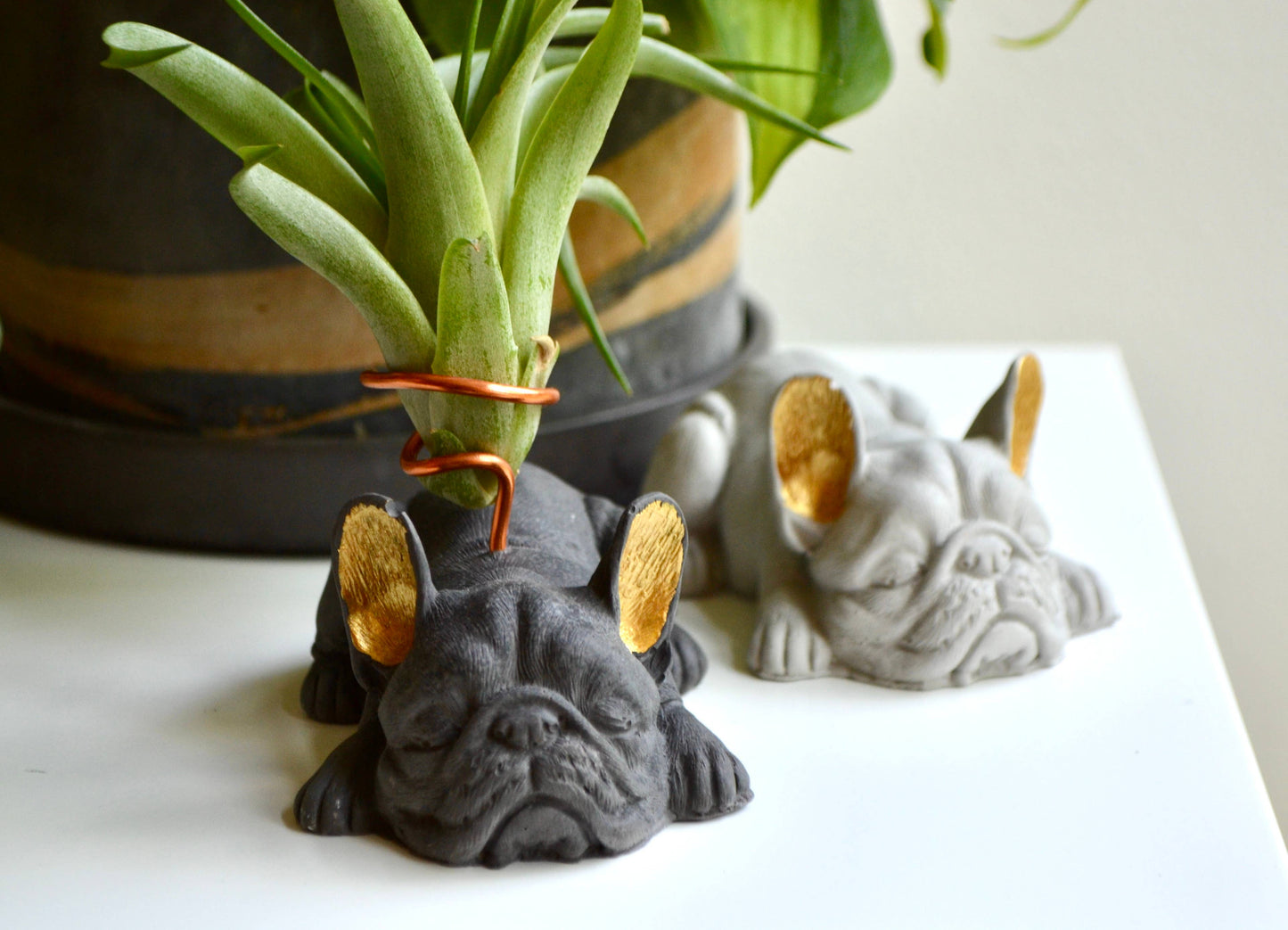 French Bulldog Airplant Holder with painted gold ears