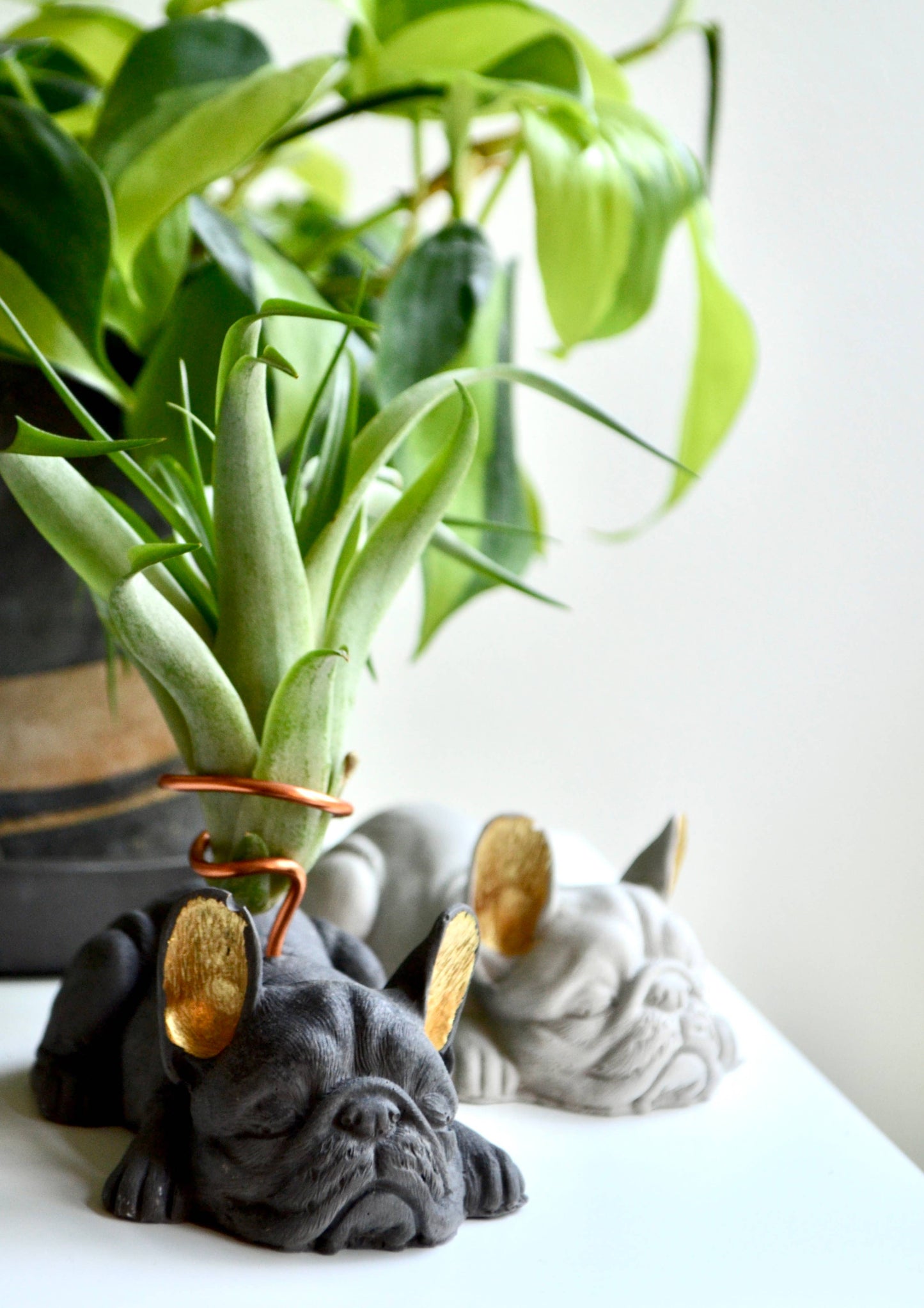 French Bulldog Airplant Holder with painted gold ears