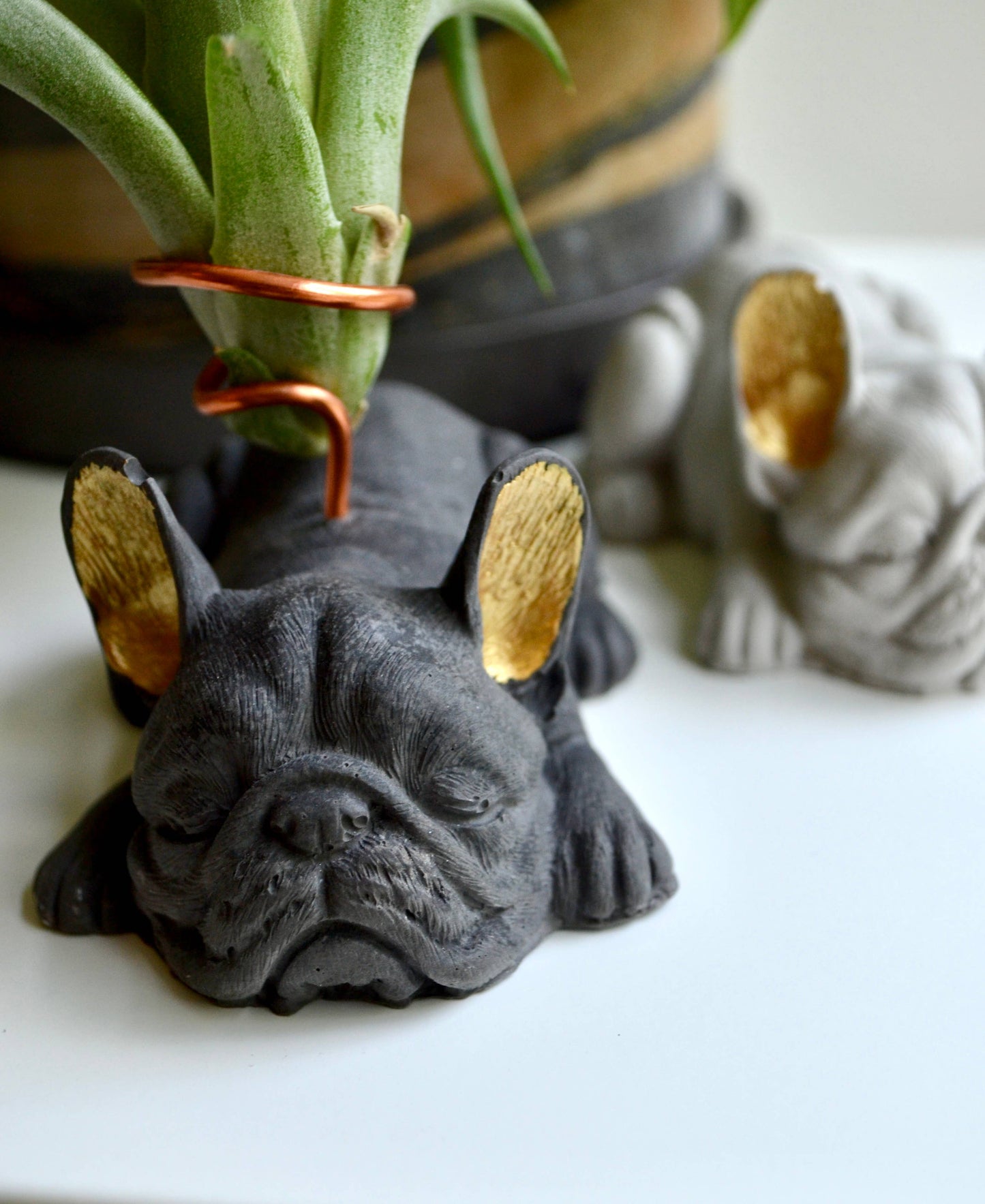 French Bulldog Airplant Holder with painted gold ears