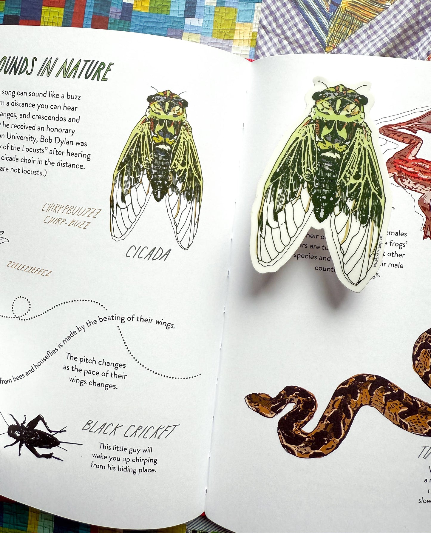 Cicada sticker
