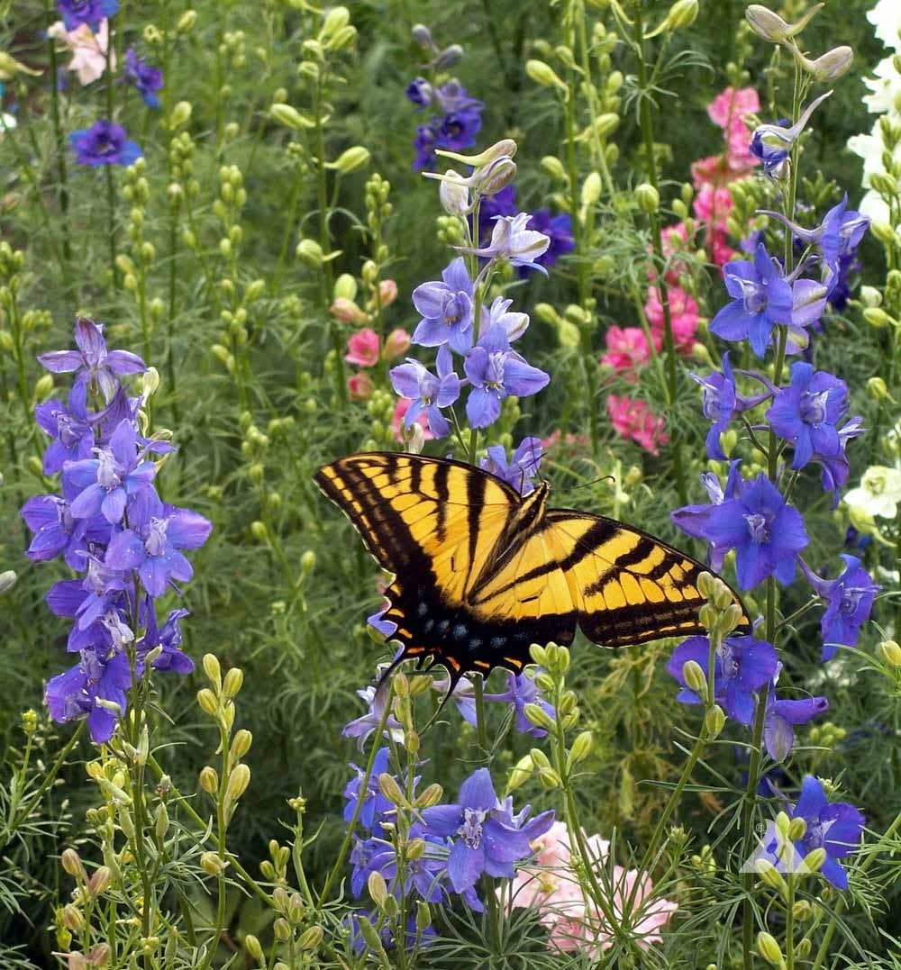 Happy Mother's Day - Bird & Butterfly Attracting Mix