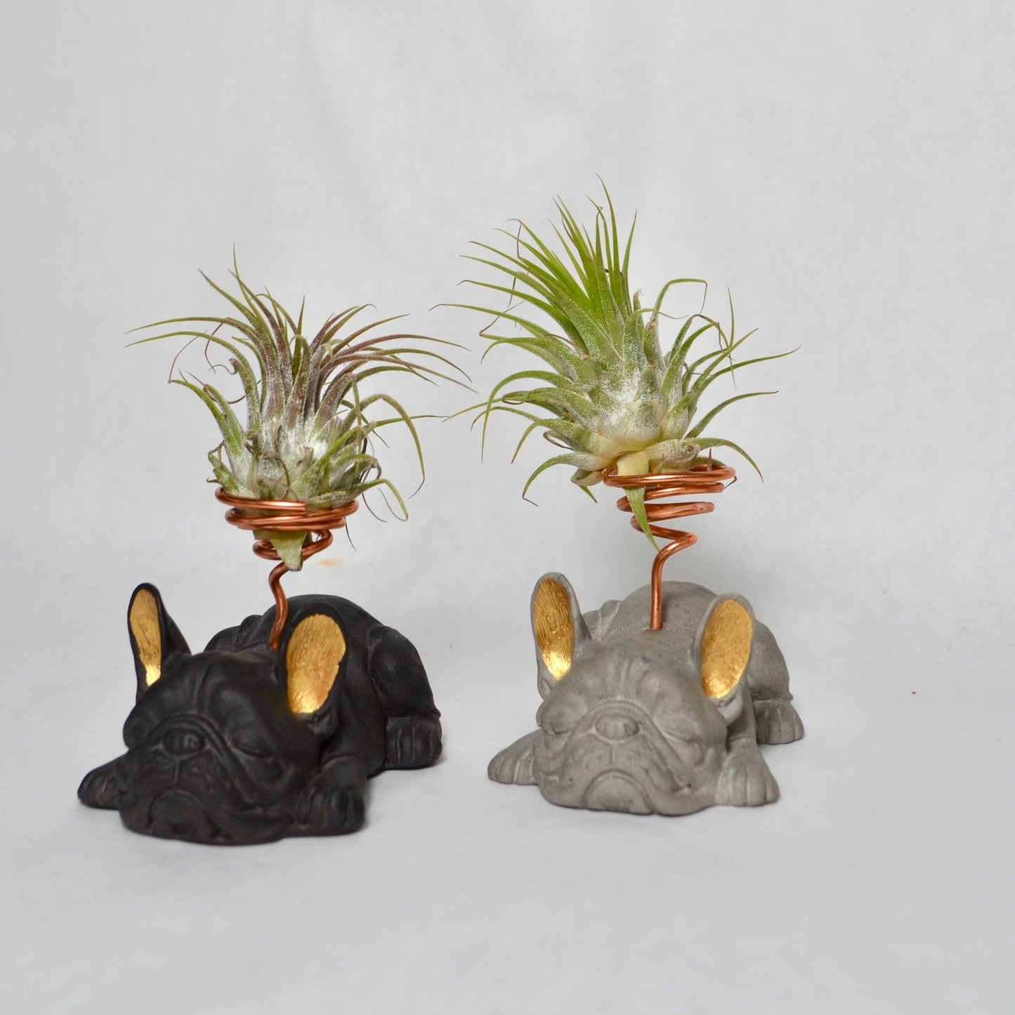 French Bulldog Airplant Holder with painted gold ears